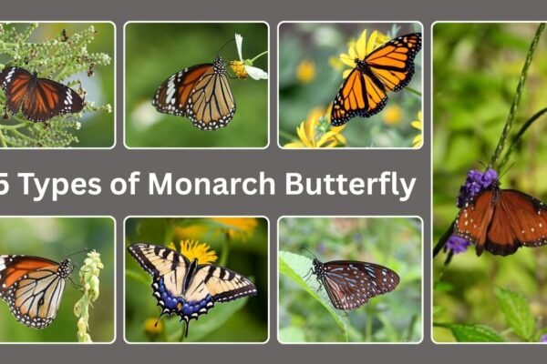 15 Types of Monarch Butterfly