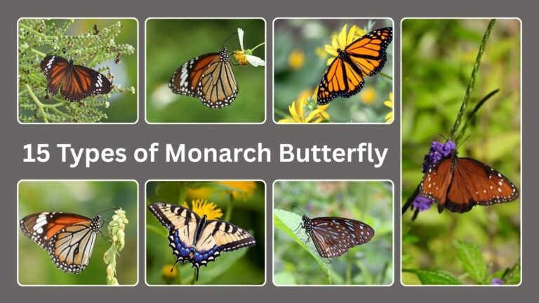 15 Types of Monarch Butterfly