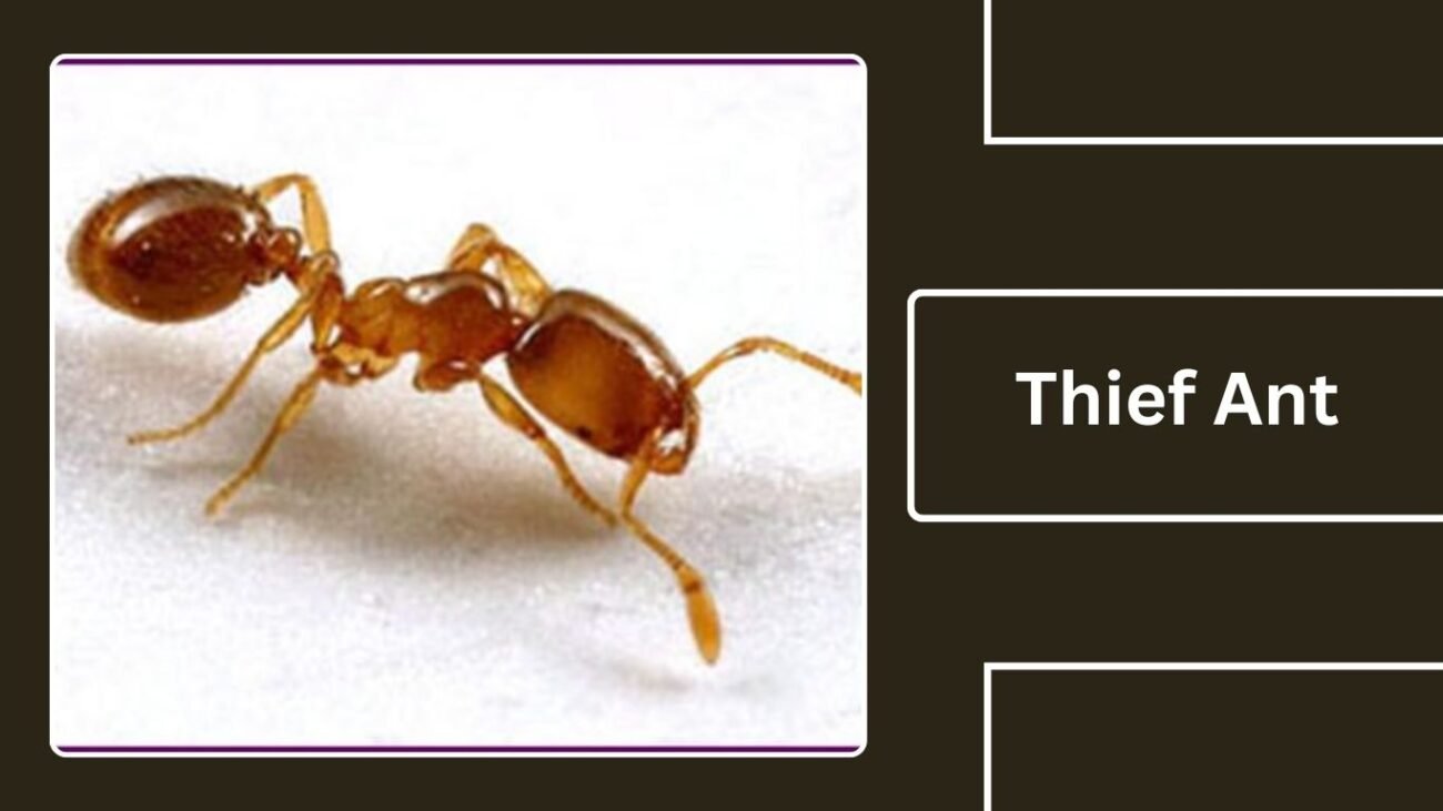 Thief Ant