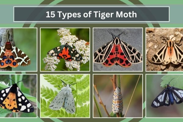 15 Types of Tiger Moth