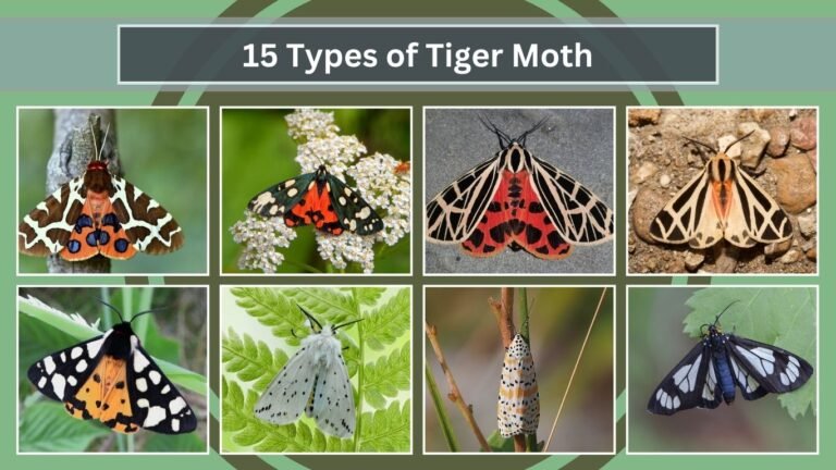 15 Types of Tiger Moth