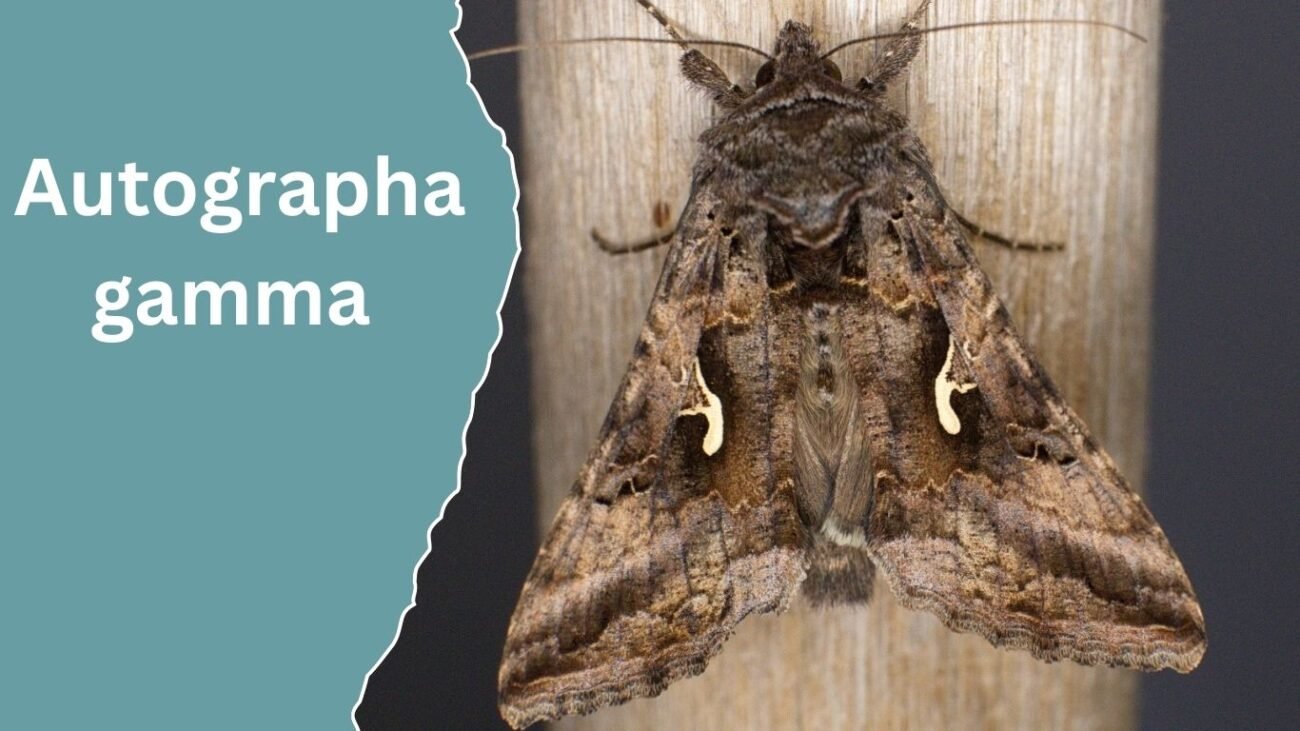 Autographa gamma (Silver Y Moth)