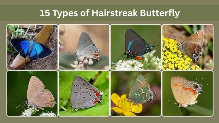 15 Types of Hairstreak Butterfly: Identification with Pictures