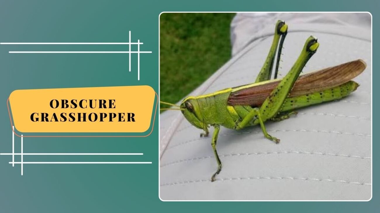 Obscure Grasshopper
