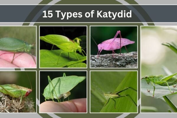15 Types of Katydid
