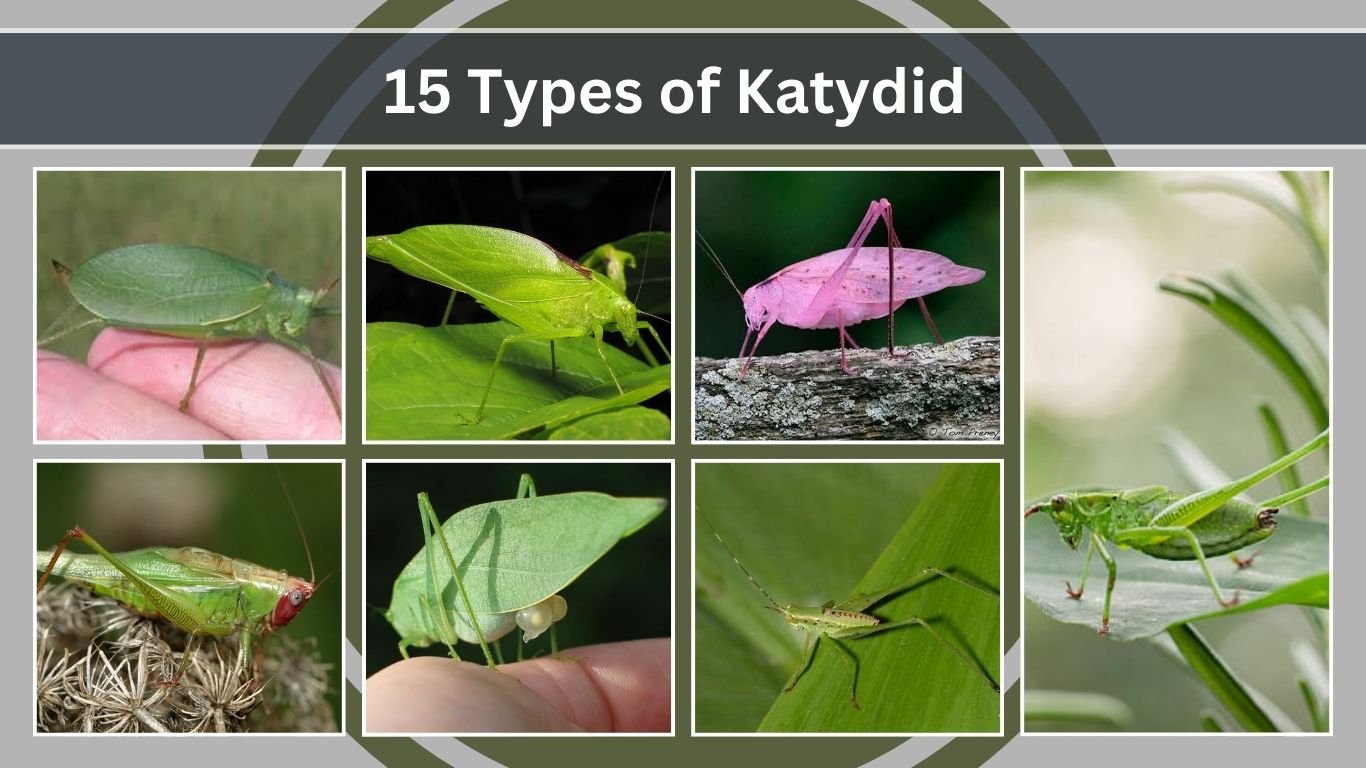 15 Types of Katydid