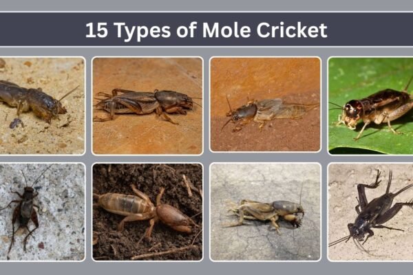 15 Types of Mole Cricket