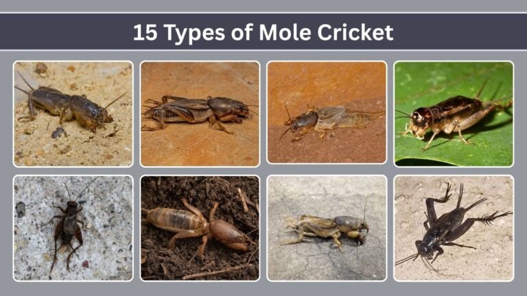 15 Types of Mole Cricket: Identification With Picture