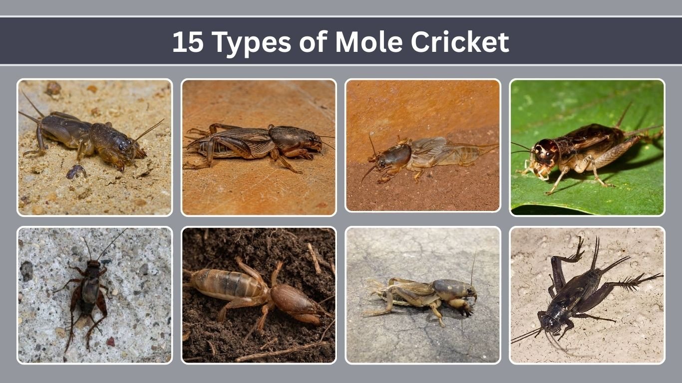 15 Types of Mole Cricket