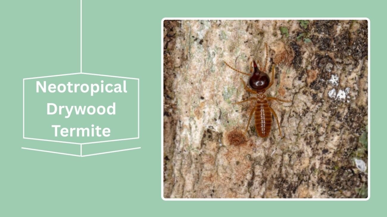 Neotropical Drywood Termite