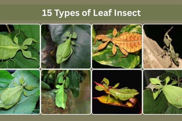 15 Types of Leaf Insect
