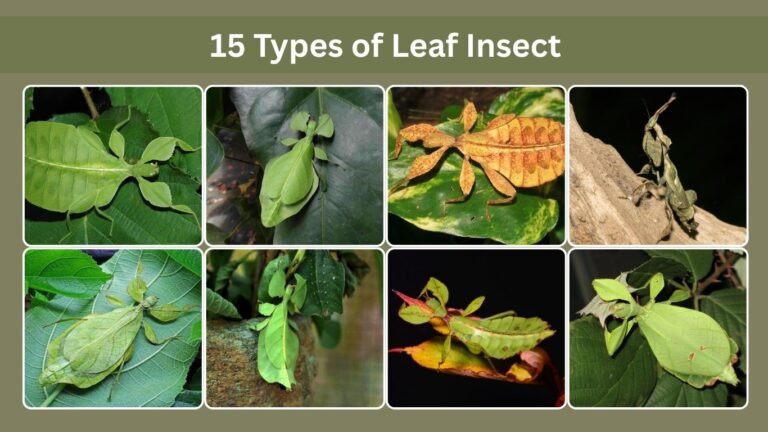 15 Types of Leaf Insect