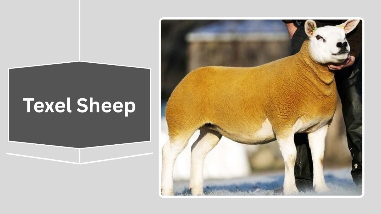 Texel Sheep