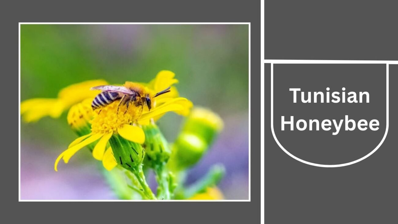 Tunisian Honeybee (Apis mellifera siciliana)