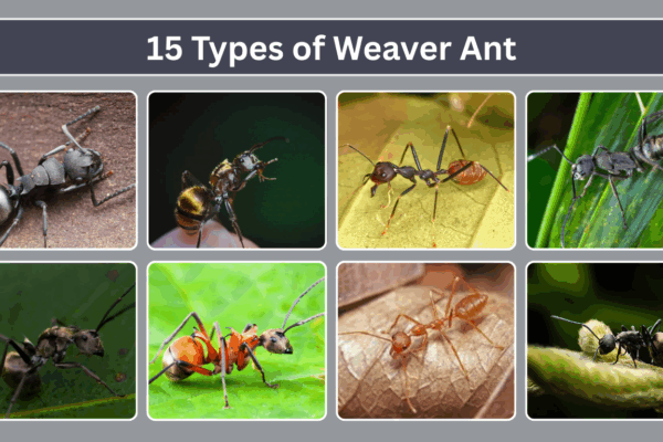 15 Types of Weaver Ant