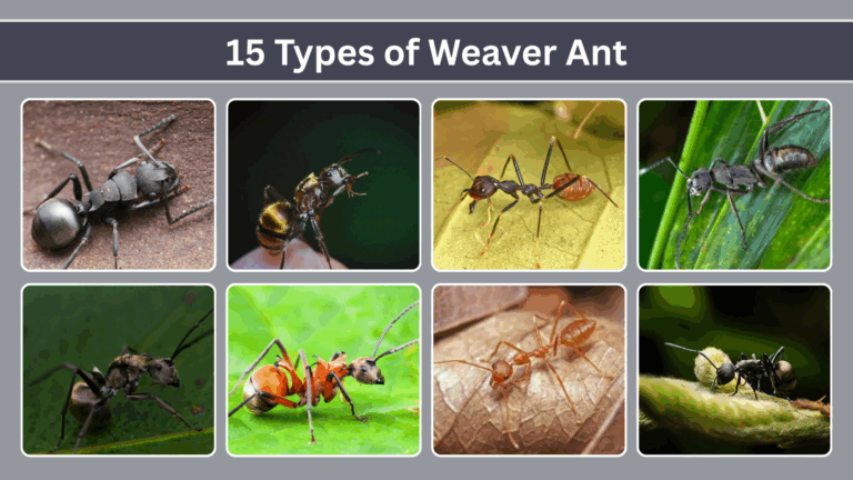 15 Types of Weaver Ant