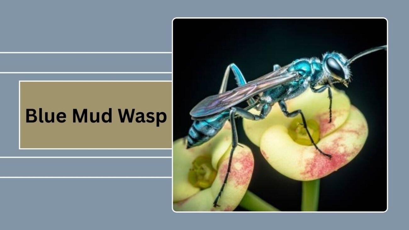 Blue Mud Wasp