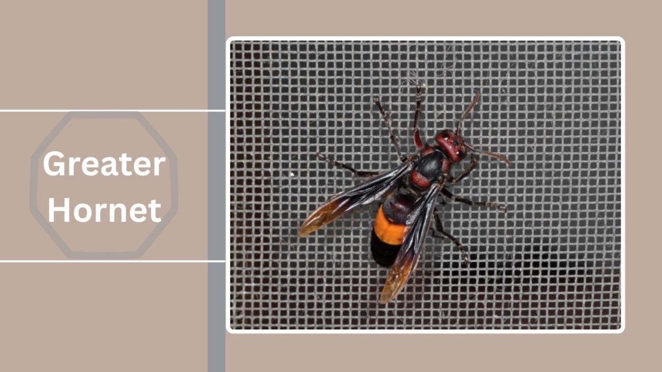  Greater Hornet (Vespa magnifica)