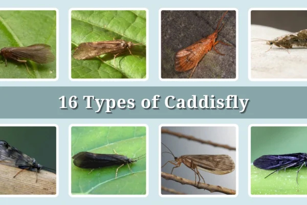16 Types of Caddisfly Identification With Picture