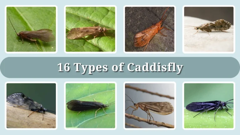 16 Types of Caddisfly: Identification With Picture