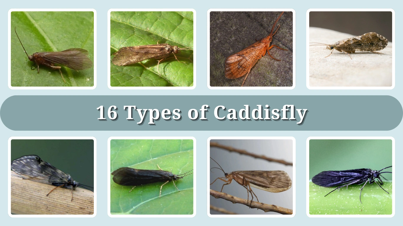16 Types Of Tsetse Fly Identification With Picture