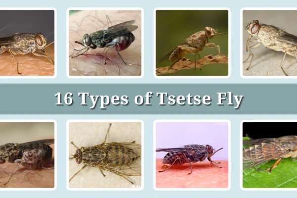 16 Types of Tsetse Fly Identification With Picture