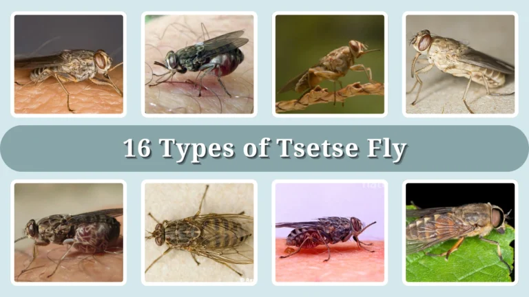 16 Types of Tsetse Fly Identification With Picture