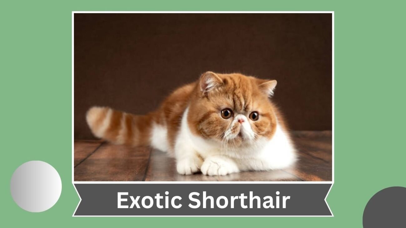 Exotic Shorthair