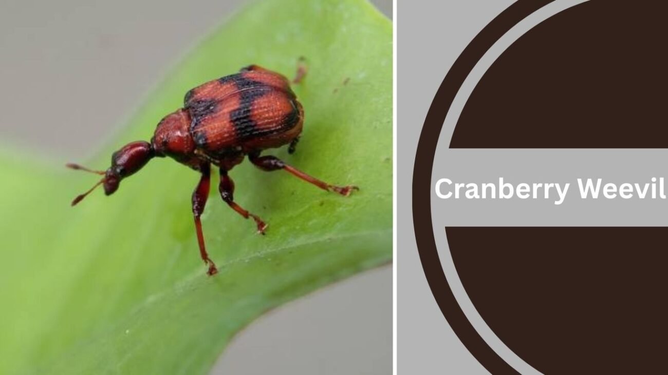 Cranberry Weevil