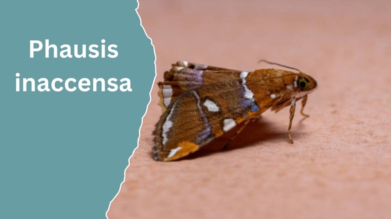 Phausis inaccensa