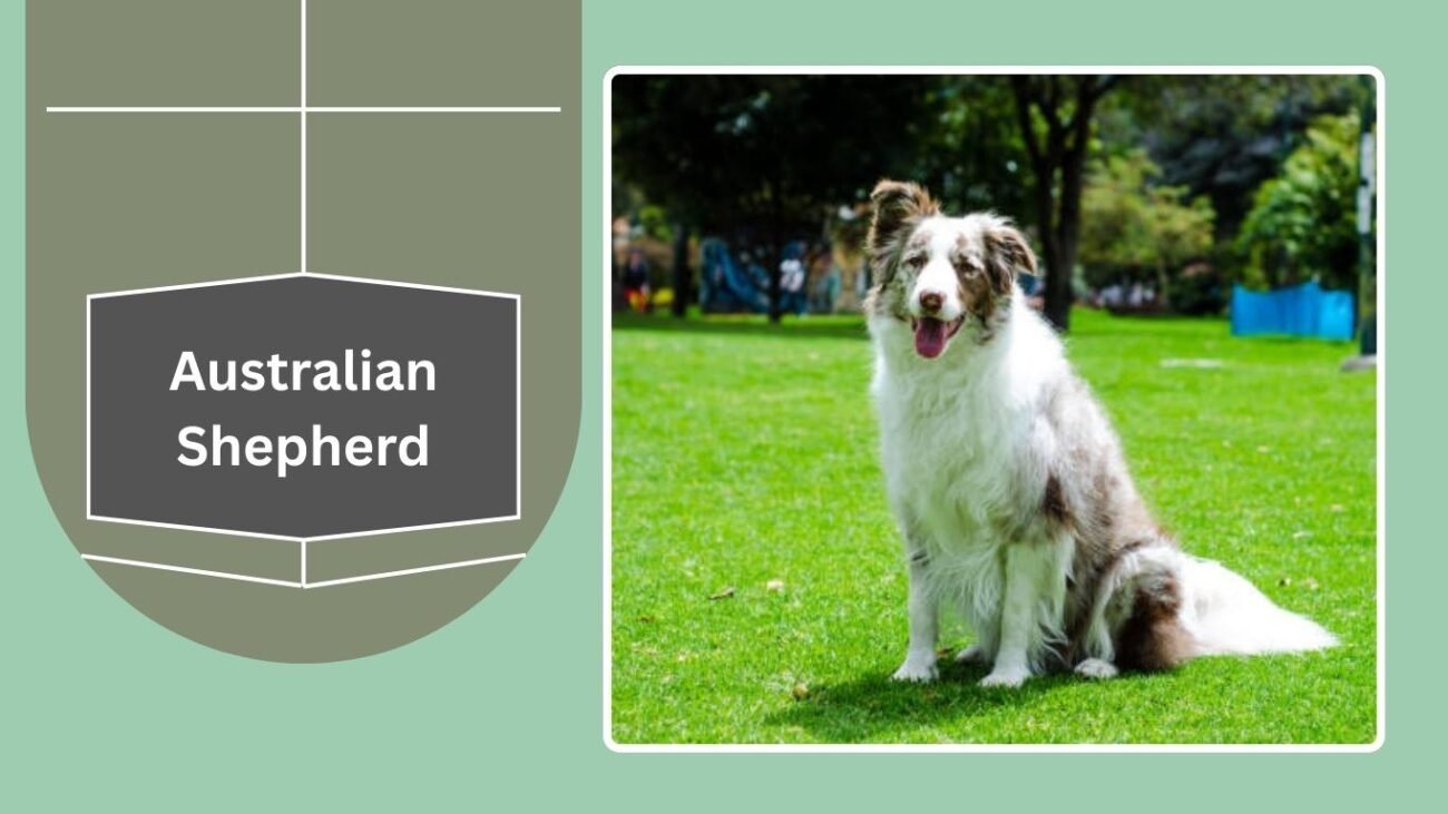 Australian Shepherd