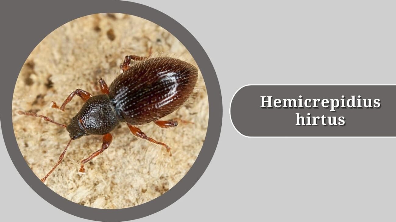 Hemicrepidius hirtus