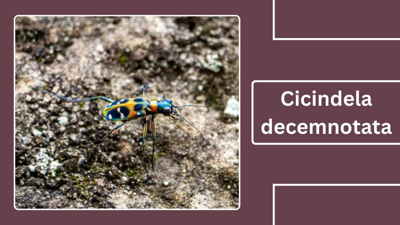 Cicindela decemnotata