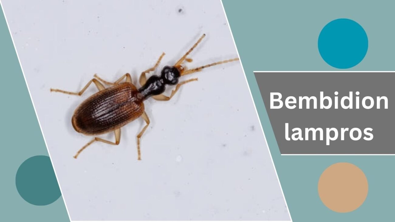 Bembidion lampros