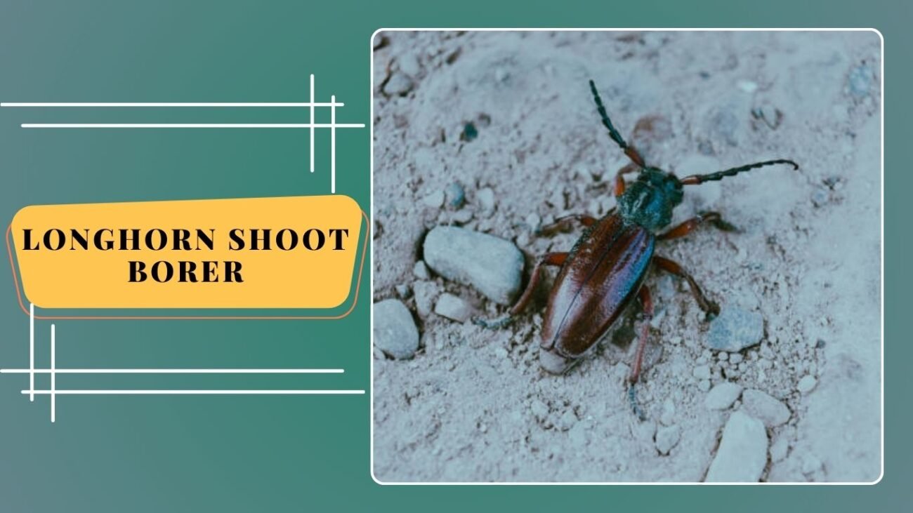 Longhorn Shoot Borer