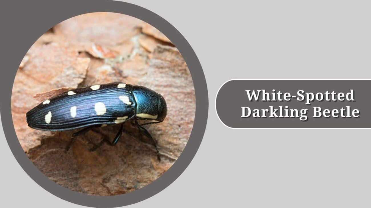 White-Spotted Darkling Beetle
