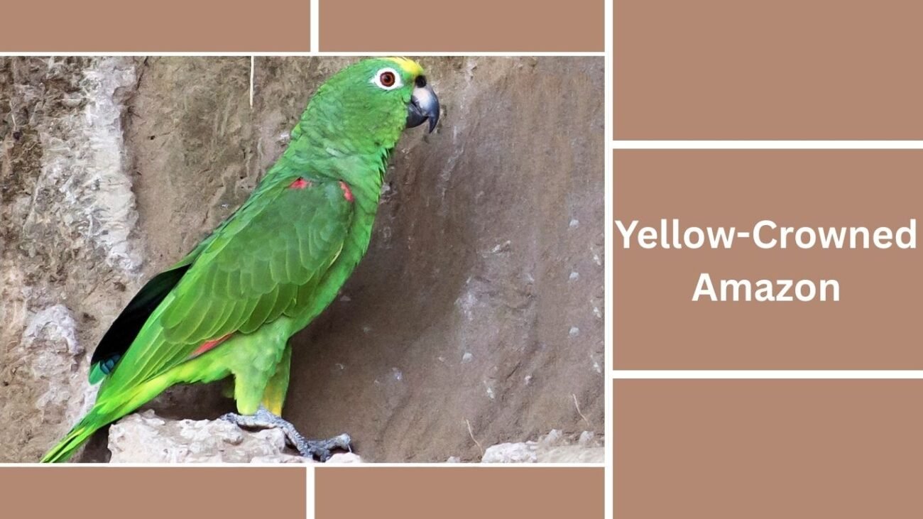 Yellow-Crowned Amazon
