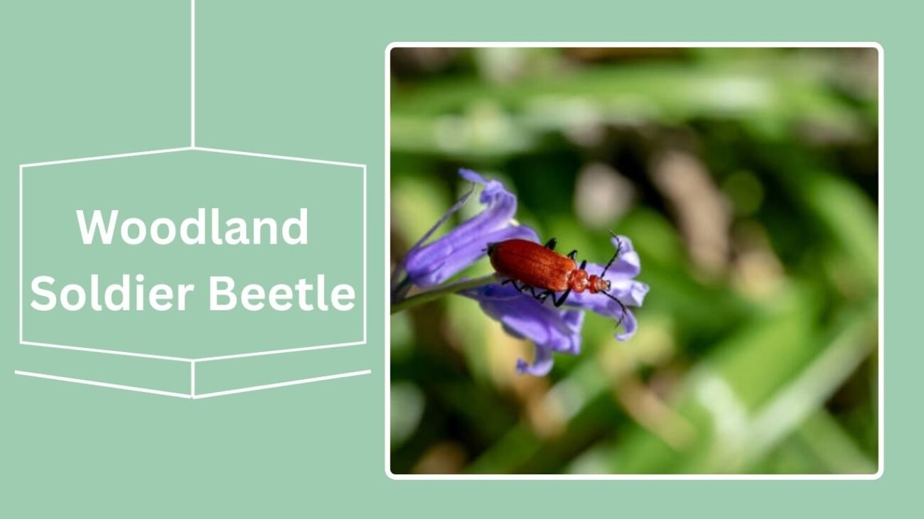 Woodland Soldier Beetle (Cantharis nigra)