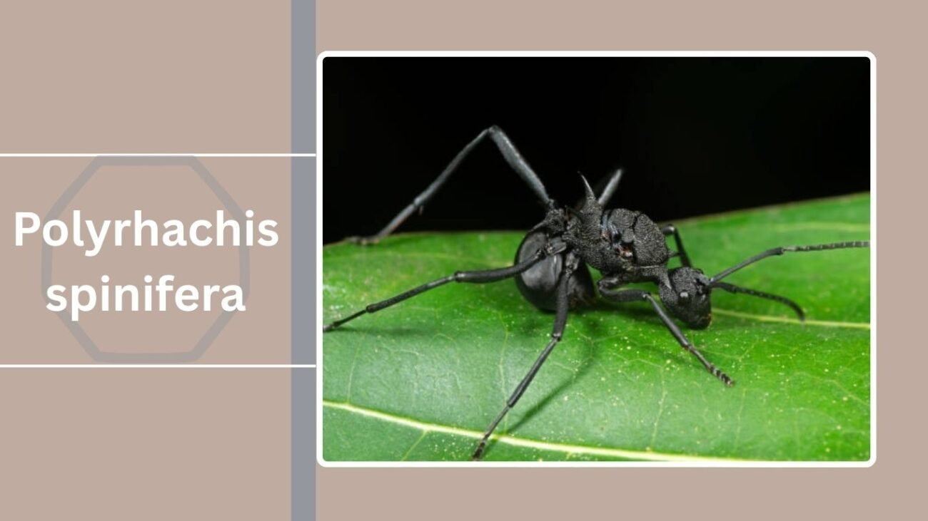 Polyrhachis spinifera