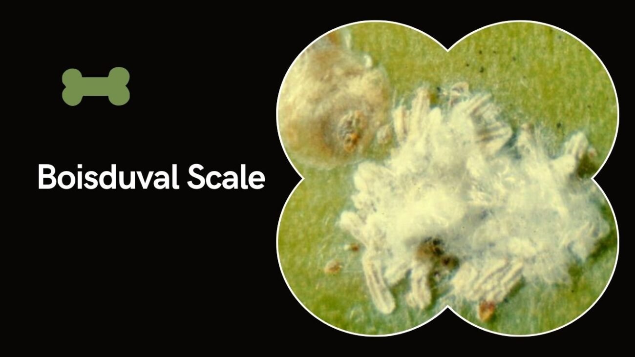 Boisduval Scale (Diaspis boisduvalii)