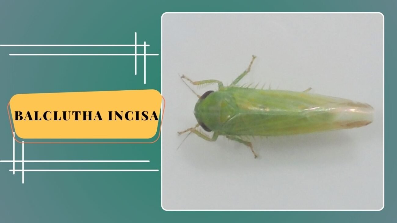 Balclutha incisa