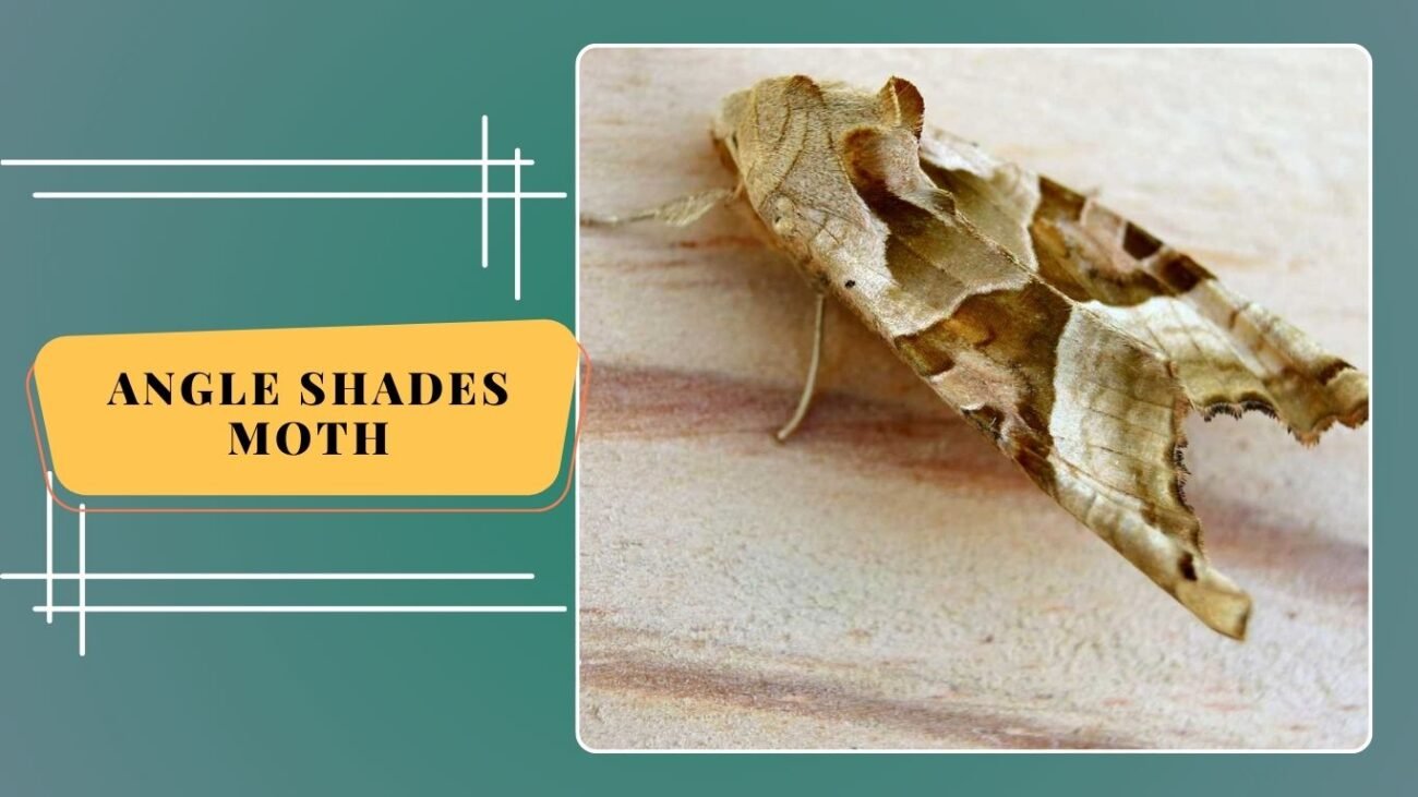 Angle Shades Moth (Phlogophora meticulosa)