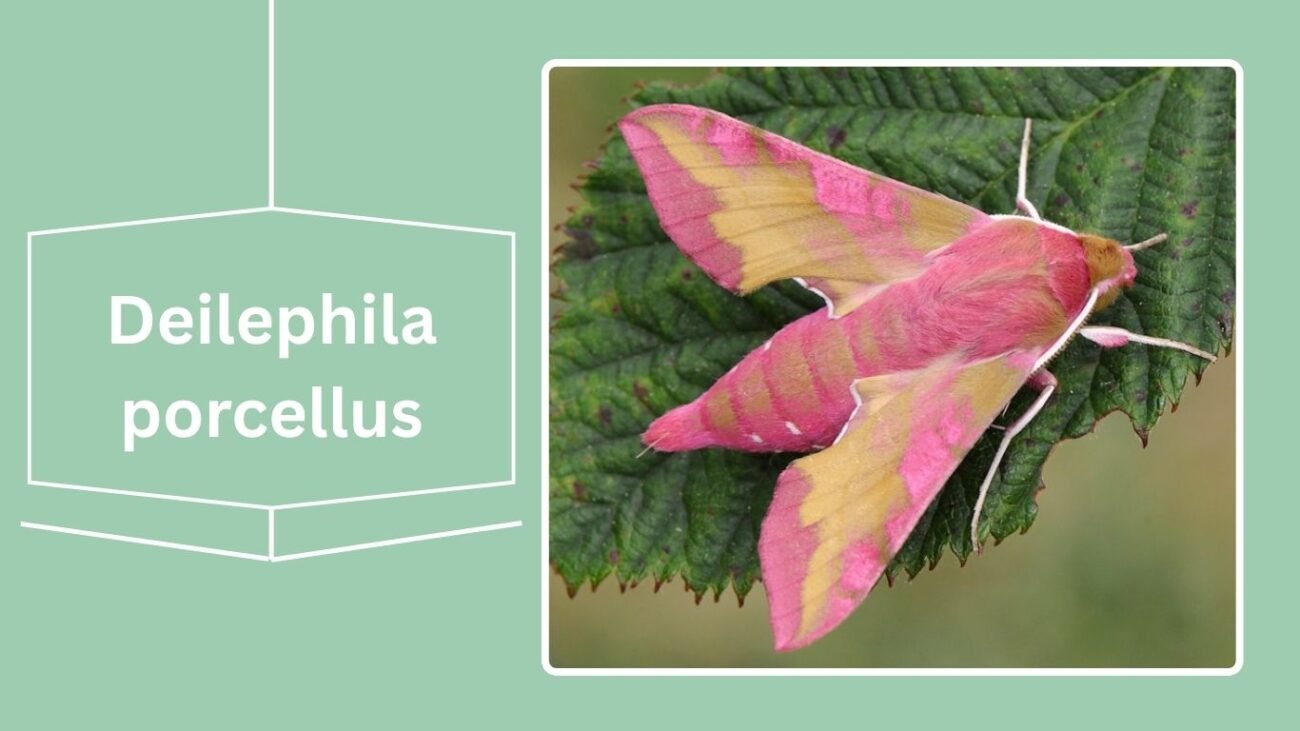 Deilephila porcellus (Small Elephant Hawk Moth)