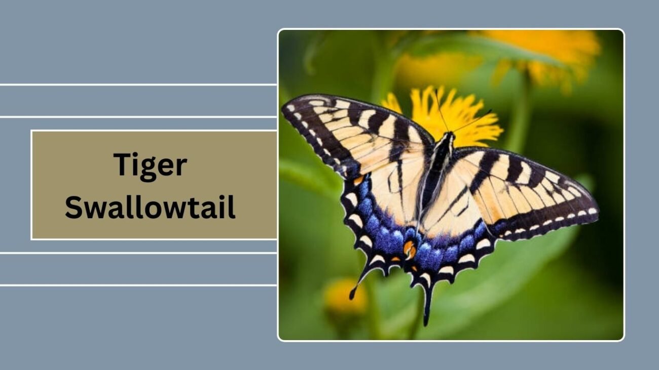  Tiger Swallowtail