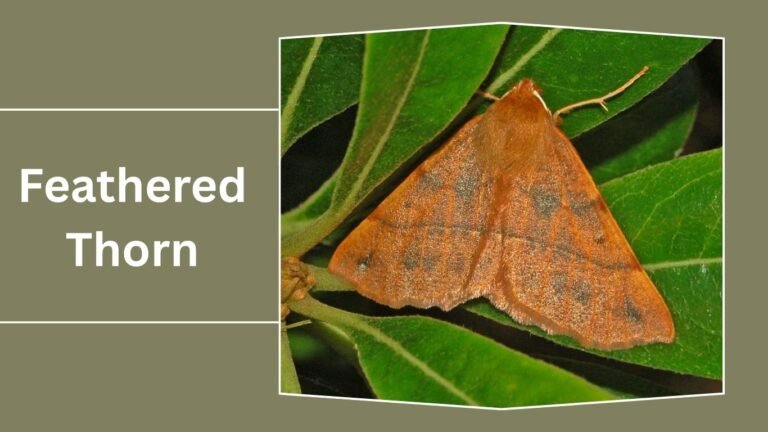 Flying Geometer Moth 17 Types of Geometer Moth: Identification with Pictures
