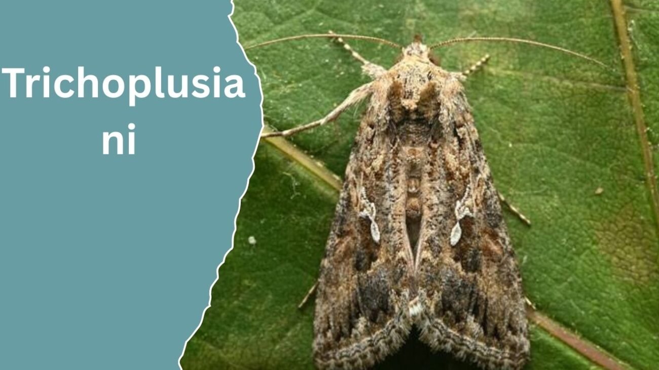 Trichoplusia ni (Cabbage Looper)