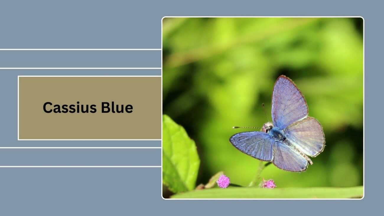 Cassius Blue (Leptotes cassius)