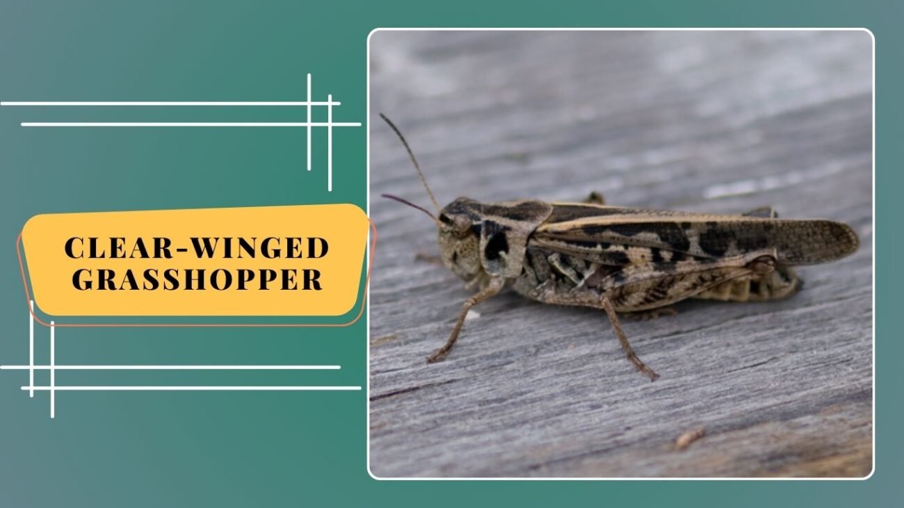Clear-winged Grasshopper