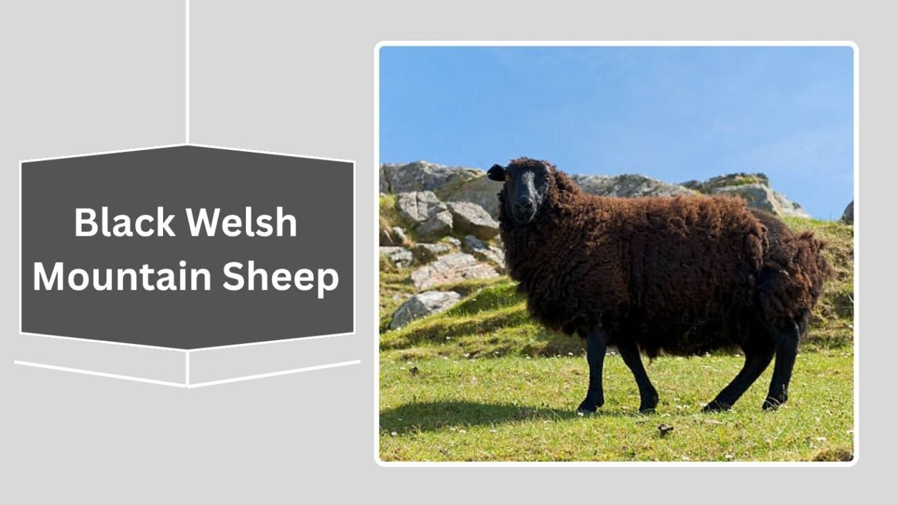 Black Welsh Mountain Sheep