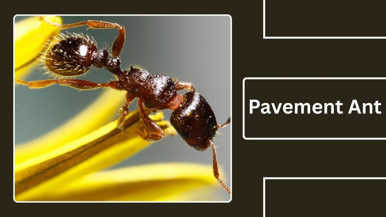 Pavement Ant